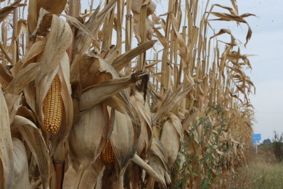 Cât porumb modificat genetic cultivă România