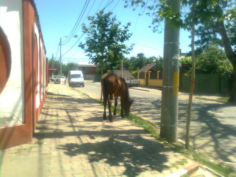 Ca în Vestul Sălbatic: Cai liberi pe străzile Capitalei