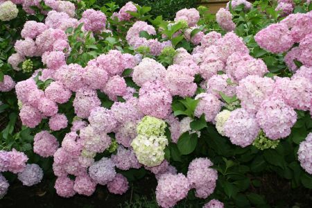 Stați cu otrava în casă? Plantele care vă pot distruge sănătatea. Mare atenție