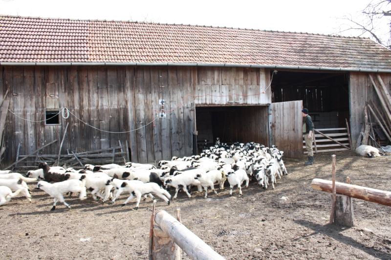 INCENDIU la o stână: un copil a murit carbonizat