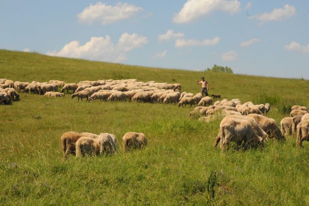 Minunea de la Merghindeal: romii agricultori ară pământul şi au sute de animale
