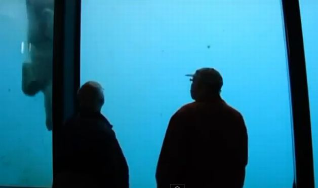 PANICĂ la o grădină zoologică. Un urs polar a spart geamul de protecţie| VIDEO