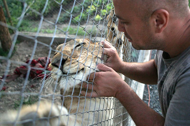 Românii care dorm în casă cu un leu. Andy, pisica de 80 kg care te haleşte într-o secundă