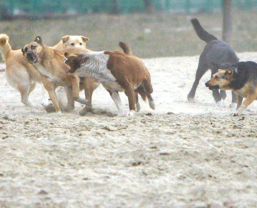 SITUAŢIE DISPERATĂ. Spitalul cu mai mulţi câini decât pacienţi