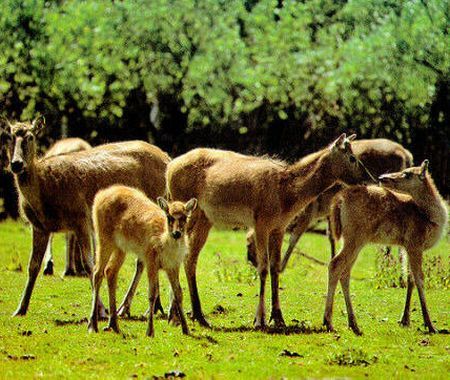 Trimişi în judecată pentru că au împuşcat trei căprioare