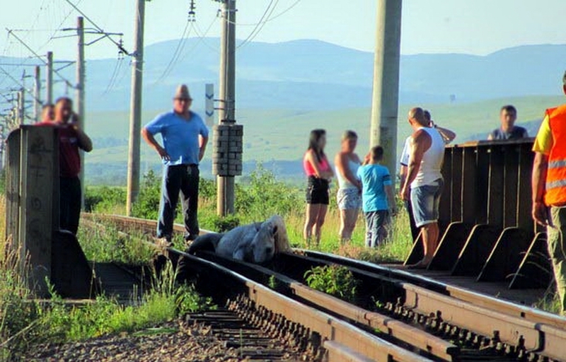 Un sat întreg a luptat o oră ca să salveze un cal blocat între şinele de cale ferată