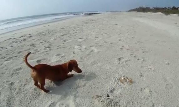 VIRALELE ZILEI. Ziua câinilor: unul prinde peşte, altul fugăreşte un crab