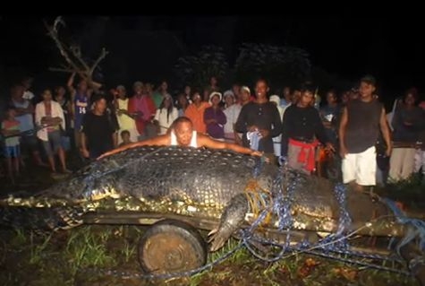 Un nou RECORD MONDIAL pentru cel mai mare crocodil din lume. Cântăreşte peste O TONĂ | VIDEO