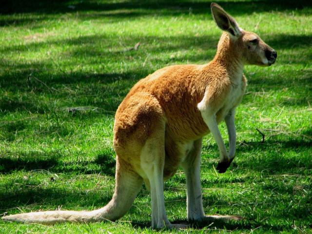 Ciudata moarte a micului cangur de la Zoo-Ploieşti