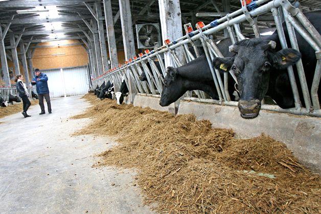 Loviti de secetă, fermierii vând vacile pe capete