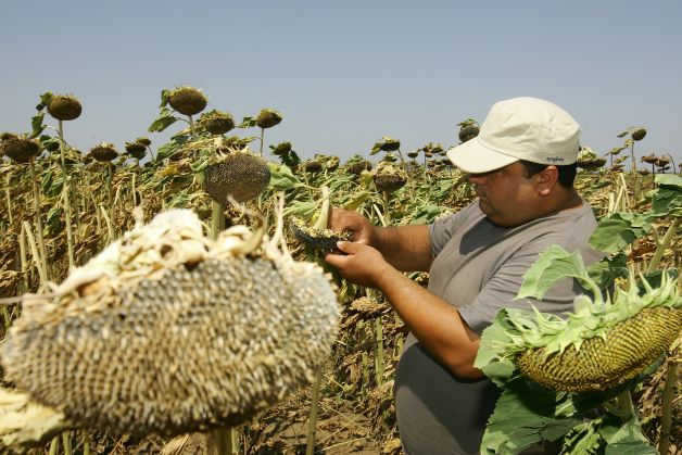 Producţia agricolă s-ar putea înjumătăţi în acest an