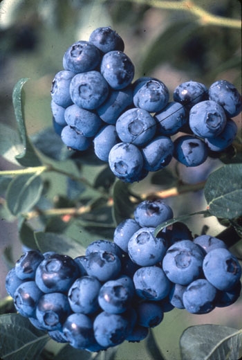Producţie EXCELENTĂ de zmeură BIO în judeţul Harghita