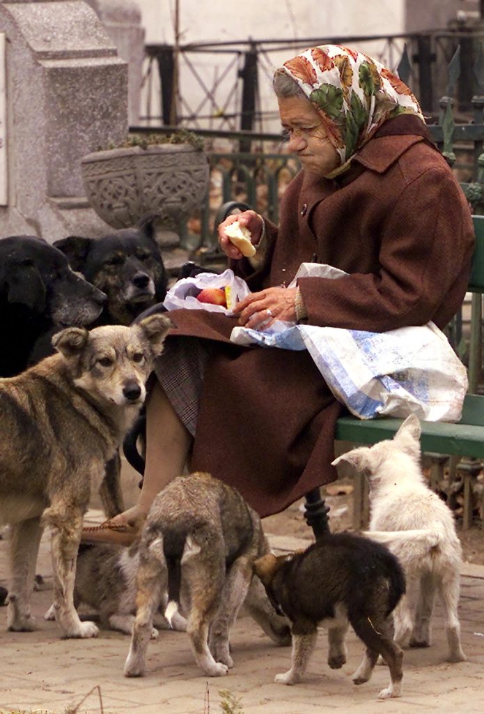 Veşnica pomenire a unui maidanez ucis mişeleşte de o maşină neatentă!