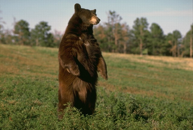 ALERTĂ! Un bărbat a fost ucis de un urs, iar o femeie şi un alt bărbat au fost răniţi. Ursul a fost împuşcat de vânători