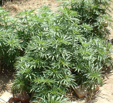 BUN ÎI VINUL CU CANNABIS. Plante pentru droguri cultivate în viţa de vie