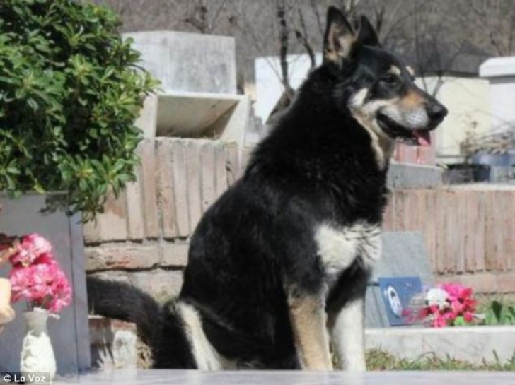 Dragoste adevărată. Povestea impresionantă a câinelui care stă de 6 ani lângă mormântul stăpânului său!