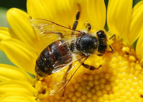 Durerea poate avea leac. Amestecul miraculos care vindecă diverse afecţiuni