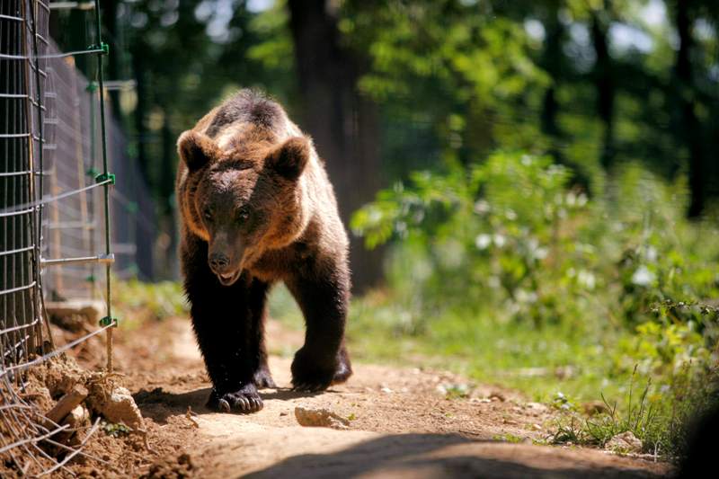 Invazia urşilor creşte! 12 vaci şi patru oi ucise la Cluj