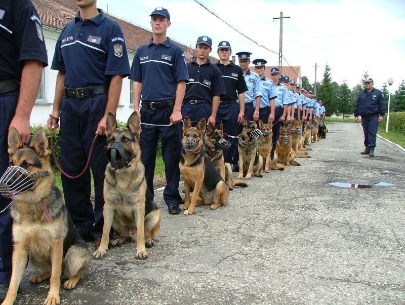 Marco, câinele poliţist care l-a găsit pe băiatul din Gorj participă la Campionatul Naţional de Dresaj