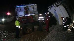 MINUNE! 50 de vaci au scăpat cu viaţă dintr-un accident rutier