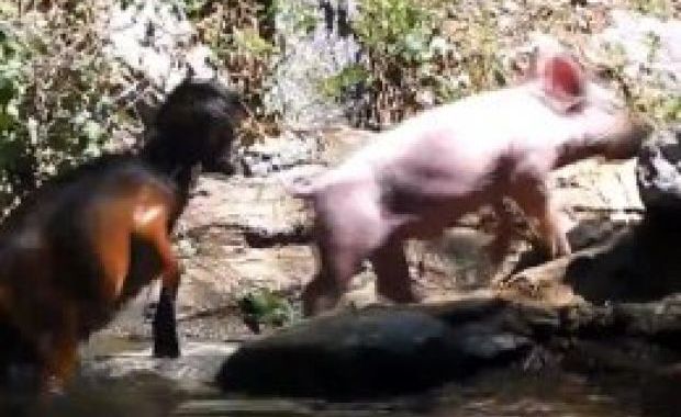 PORCUŞORUL neînfricat. VEZI cum SALVEAZĂ un IED de la înec