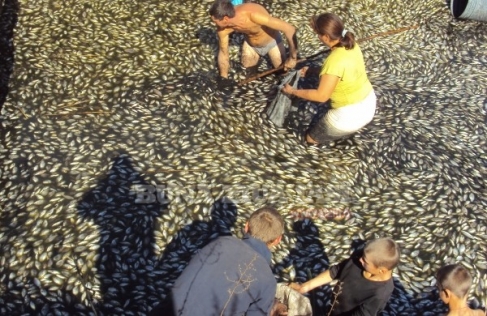 Saramura cu peşti putreziţi la Iaşi