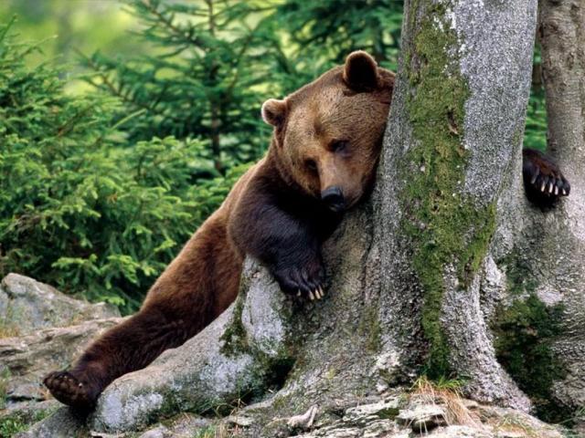 URSUL PERICULOS din Buşteni primeşte a doua şansă. VA fi RELOCAT