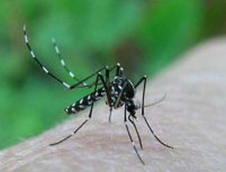 Virusul West Nile a mai făcut o victimă