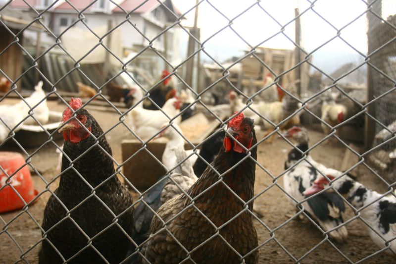 Ni se pregăteşte ceva: Licenţă pentru ucis porci