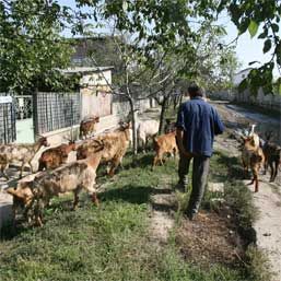 ZOOFIL la 20 de ani. Un tânăr din Prahova, cercetat pentru că A VIOLAT o capră!