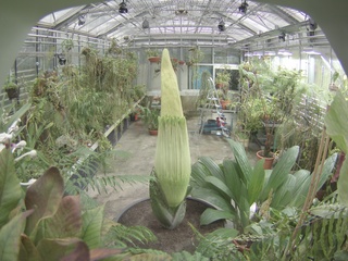 Amorphophallus titanum, cea mai mare floare din lume, înfloreşte a doua oară