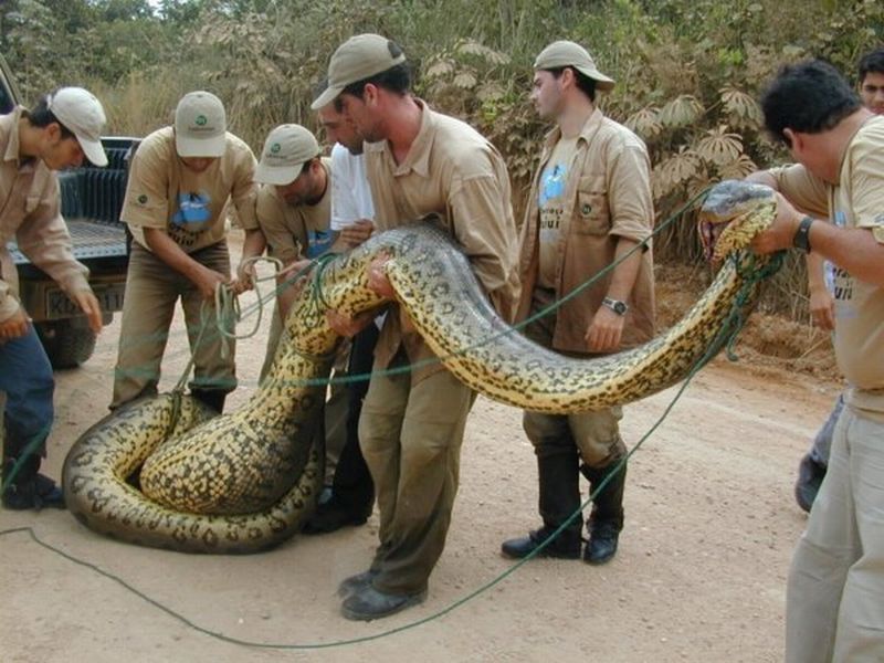 Cel mai mare ANACONDA din istorie a fost descoperit în anii `40