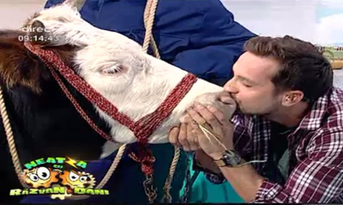 FOTO. DANI OŢIL, show în emisiune. A SĂRUTAT, în direct, O VACĂ