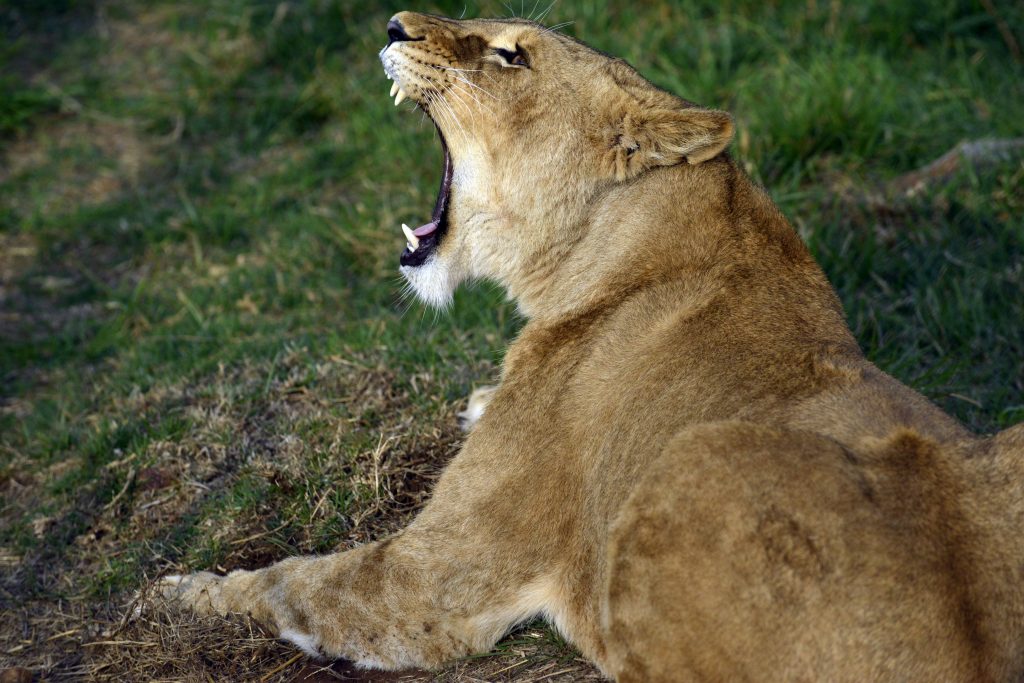 Leoaicele salvate din captivitatea românească devin feline adevărate în Africa de Sud | VIDEO