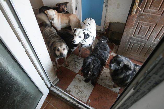 Poveşti de groază: "Lichidul din LEŞUL ANIMALULUI s-a scurs pe tot blocul". Sindromul "babei cu 10 CÂINI ÎN CASĂ"