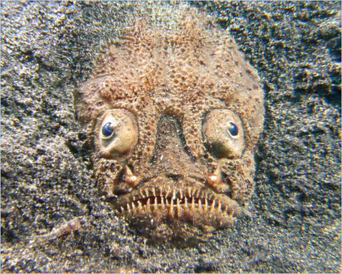 Trei pe?ti cu înf??i??ri ciudate