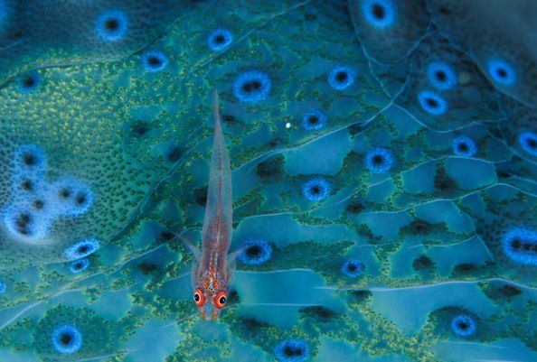 Cele mai SPECTACULOASE IMAGINI VIDEO din 2012