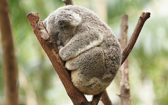 Koala nu este un urs!