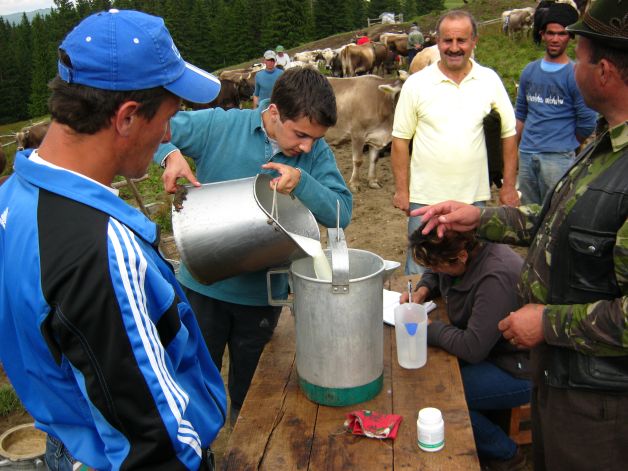 CAP-urile lăptarilor sau drumul laptelui de la badea Ghiță la tanc