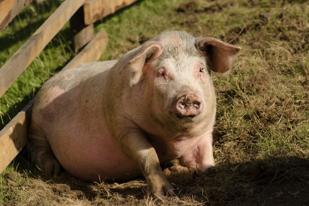 CAZ ŞOCANT la Suceava. O fetiţă de şase luni a fost muşcată de porcul din gospodărie