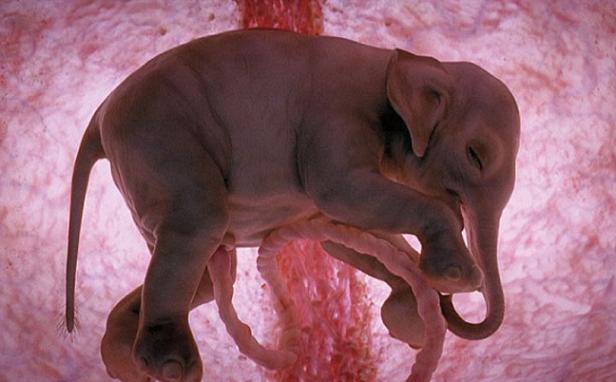 Cum arată animalele, ÎNAINTE DE A SE NAŞTE! IMAGINI UIMITOARE