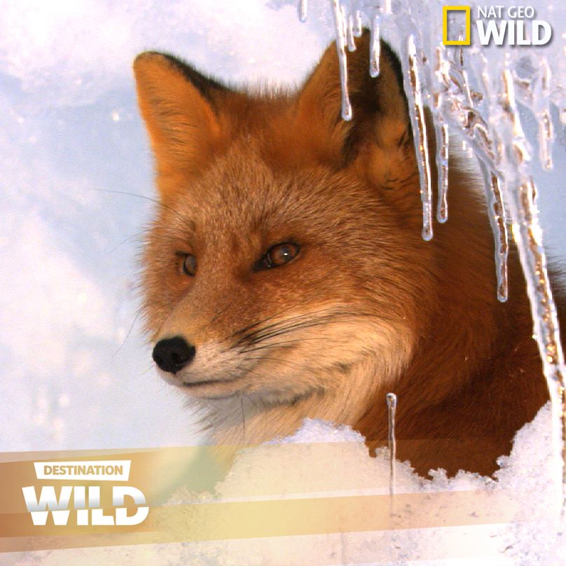 Destinație: SĂLBĂTICIA!