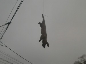 Imagini șocante în Galați. Cadavrul unui purcel a fost agățat de cablurile de înaltă tensiune