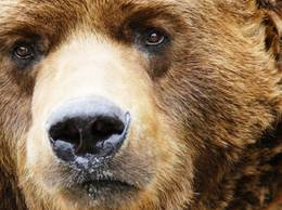 Un cabanier din Bucegi a fost ATACAT de URS