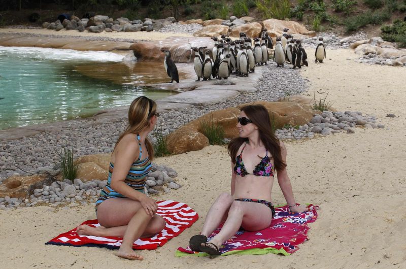 Atât de rea. De ce SUNT DEPRESIVI pinguinii din Marea Britanie