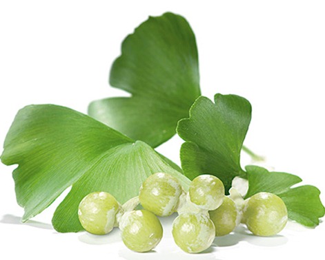Gingko Biloba previne formarea cheagurilor de sânge și îmbunătățește memoria