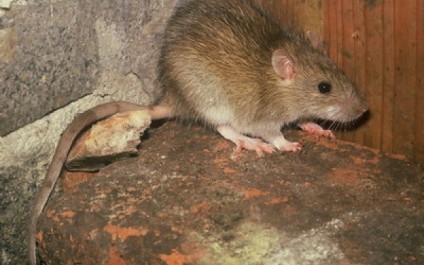 Slăbire de șobolan, - Pet șobolan pierde greutate