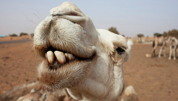 RENI, CĂMILE şi MĂGARI, pentru intervenţie RAPIDĂ în ECHIPELE DE SALVARE din RUSIA