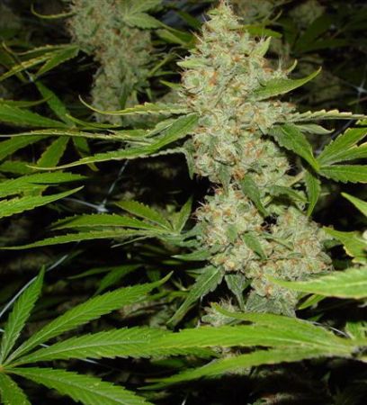 Şase kilograme de marijuana, găsite într-un autocar care venea din Spania spre România