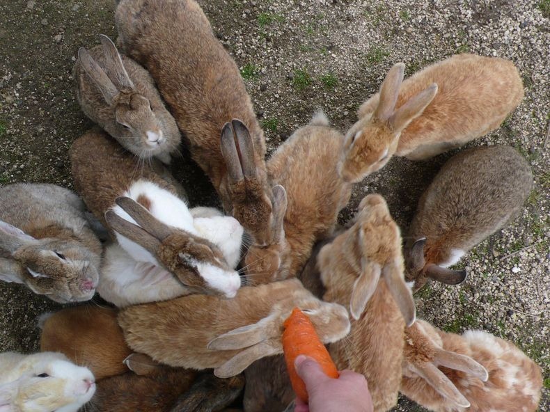 Turiștii din Okunoshima, înconjurați de iepuri | VIDEO